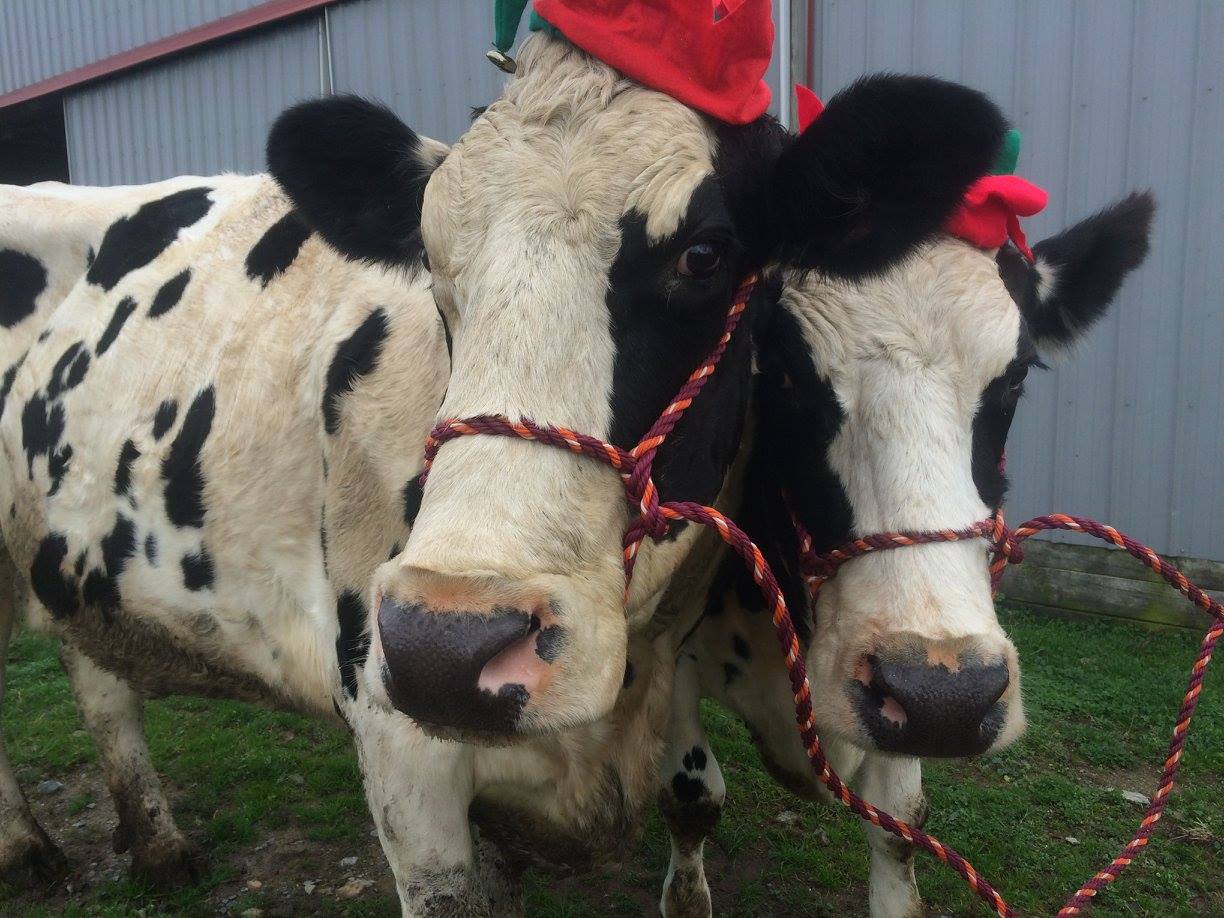 The Top 5 Dairy Questions I Get Asked (And Their Answers)